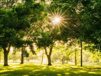 park with large leafy trees and sunlight coming through