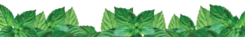 Decorative banner showing fresh mint leaves
