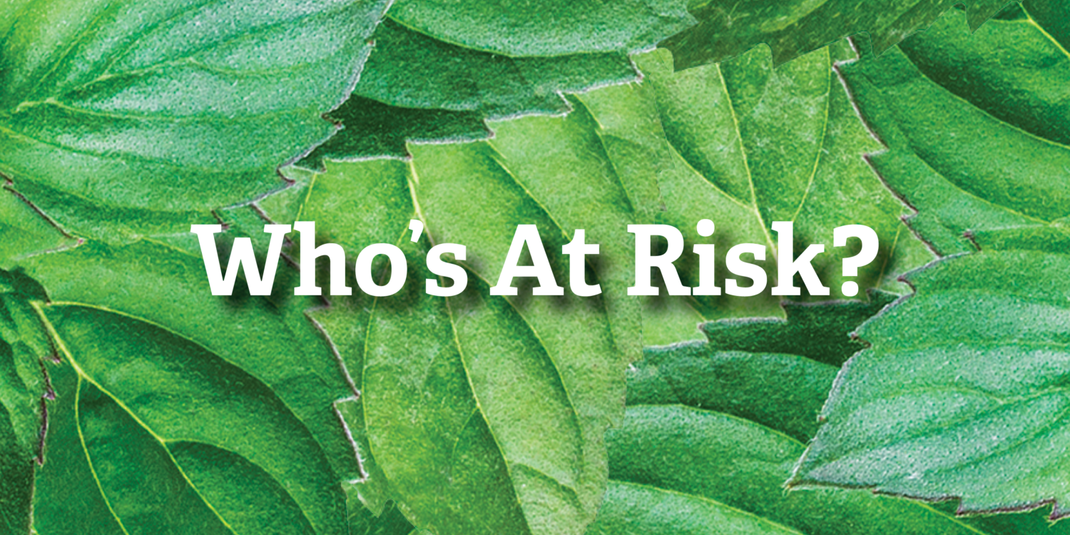 Button with mint leaf background - "Who's at Risk"?
