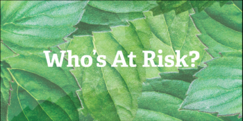 A close-up of overlapping green menthol leaves with white text reading "Who's At Risk?" overlaid in the center.